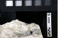 Foto (Detailansicht) von Decapoda indet. (NHMW-GEO-1990-0041-0143)